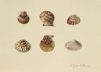 AA 043
<br/>
Zes schelpen
<br/>
<em>Cate, Hendrik Gerrit ten (1803-1856)</em>